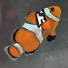 zakkbob