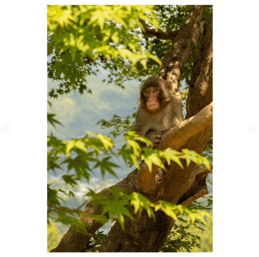https://scrapbook-into-the-redwoods.s3.amazonaws.com/42ba8904-5690-4ec6-b8c6-aef048b86ba3-image.png