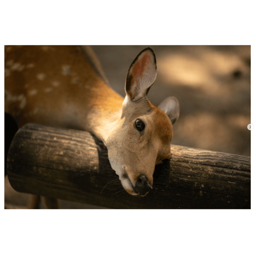 https://scrapbook-into-the-redwoods.s3.amazonaws.com/bc98d125-cf60-47ea-81aa-c14992f89aa3-image.png